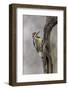 Bird, Yellow-bellied sapsucker in winter, Kentucky-Adam Jones-Framed Photographic Print