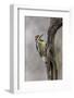 Bird, Yellow-bellied sapsucker in winter, Kentucky-Adam Jones-Framed Photographic Print