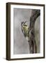 Bird, Yellow-bellied sapsucker in winter, Kentucky-Adam Jones-Framed Photographic Print