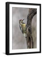 Bird, Yellow-bellied sapsucker in winter, Kentucky-Adam Jones-Framed Photographic Print