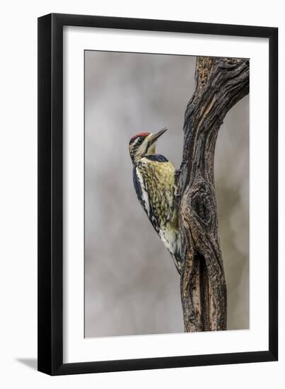 Bird, Yellow-bellied sapsucker in winter, Kentucky-Adam Jones-Framed Photographic Print