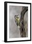 Bird, Yellow-bellied sapsucker in winter, Kentucky-Adam Jones-Framed Photographic Print