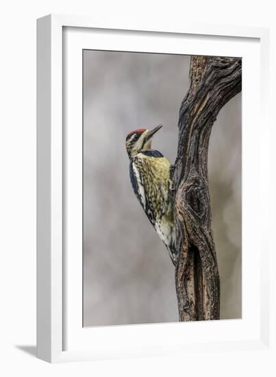 Bird, Yellow-bellied sapsucker in winter, Kentucky-Adam Jones-Framed Photographic Print