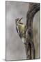 Bird, Yellow-bellied sapsucker in winter, Kentucky-Adam Jones-Mounted Photographic Print