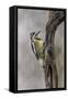 Bird, Yellow-bellied sapsucker in winter, Kentucky-Adam Jones-Framed Stretched Canvas