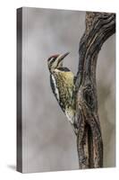 Bird, Yellow-bellied sapsucker in winter, Kentucky-Adam Jones-Stretched Canvas