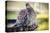 Bird-Pixie Pics-Stretched Canvas