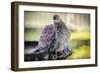 Bird-Pixie Pics-Framed Photographic Print