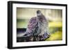 Bird-Pixie Pics-Framed Photographic Print