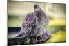 Bird-Pixie Pics-Mounted Photographic Print