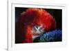 Bird-Pixie Pics-Framed Photographic Print