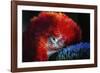 Bird-Pixie Pics-Framed Photographic Print