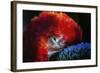 Bird-Pixie Pics-Framed Photographic Print