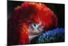 Bird-Pixie Pics-Mounted Photographic Print