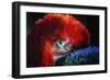 Bird-Pixie Pics-Framed Photographic Print