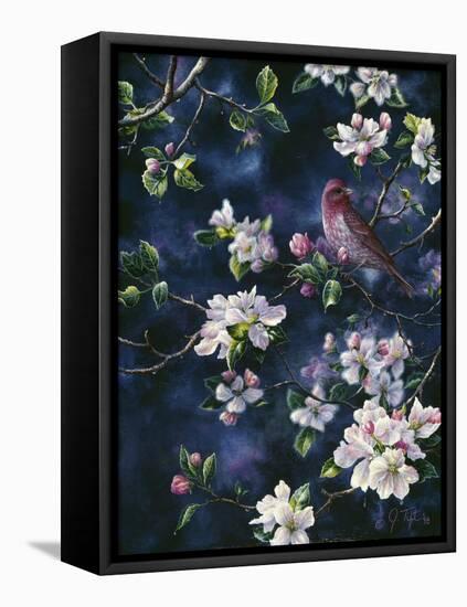 Bird-Jeff Tift-Framed Stretched Canvas