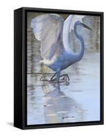 Bird-Rusty Frentner-Framed Stretched Canvas