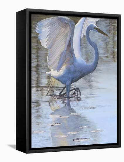 Bird-Rusty Frentner-Framed Stretched Canvas