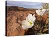 Birdcage Evening Primrose Near Page, Arizona, Usa-Chuck Haney-Stretched Canvas