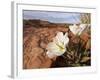 Birdcage Evening Primrose Near Page, Arizona, Usa-Chuck Haney-Framed Photographic Print