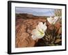 Birdcage Evening Primrose Near Page, Arizona, Usa-Chuck Haney-Framed Photographic Print