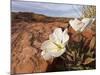 Birdcage Evening Primrose Near Page, Arizona, Usa-Chuck Haney-Mounted Photographic Print