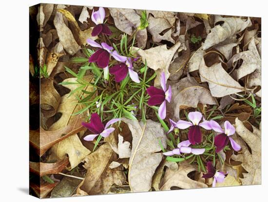 Birdfoot Violets and White Oak Leaves, Mark Twain National Forest, Missouri, USA-Charles Gurche-Stretched Canvas