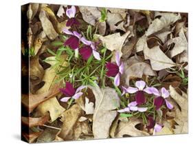 Birdfoot Violets and White Oak Leaves, Mark Twain National Forest, Missouri, USA-Charles Gurche-Stretched Canvas