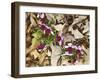 Birdfoot Violets and White Oak Leaves, Mark Twain National Forest, Missouri, USA-Charles Gurche-Framed Photographic Print