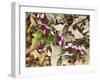 Birdfoot Violets and White Oak Leaves, Mark Twain National Forest, Missouri, USA-Charles Gurche-Framed Photographic Print