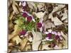 Birdfoot Violets and White Oak Leaves, Mark Twain National Forest, Missouri, USA-Charles Gurche-Mounted Photographic Print