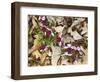 Birdfoot Violets and White Oak Leaves, Mark Twain National Forest, Missouri, USA-Charles Gurche-Framed Photographic Print