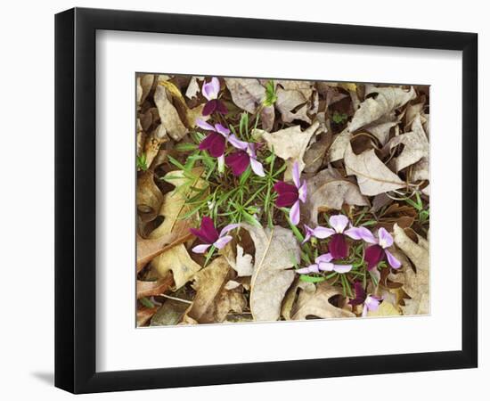 Birdfoot Violets and White Oak Leaves, Mark Twain National Forest, Missouri, USA-Charles Gurche-Framed Photographic Print