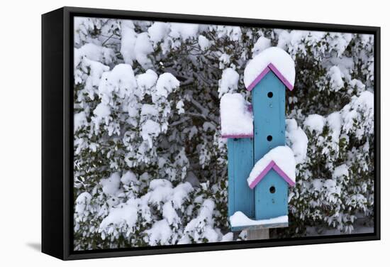 Birdhouse Near Inkberry Bush in Winter, Marion, Illinois, Usa-Richard ans Susan Day-Framed Stretched Canvas