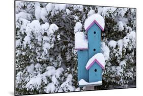 Birdhouse Near Inkberry Bush in Winter, Marion, Illinois, Usa-Richard ans Susan Day-Mounted Photographic Print