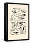Birdie Blue Jay & Doggie Spots-Michael C. Dank-Framed Stretched Canvas