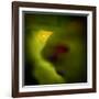 Birdie-Ursula Abresch-Framed Photographic Print