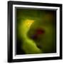 Birdie-Ursula Abresch-Framed Photographic Print