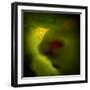 Birdie-Ursula Abresch-Framed Photographic Print