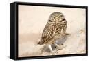 Framed Canvas