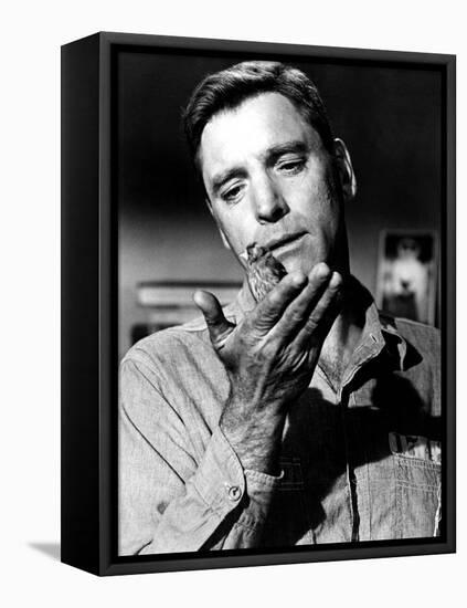 Birdman Of Alcatraz, Burt Lancaster, 1962-null-Framed Stretched Canvas