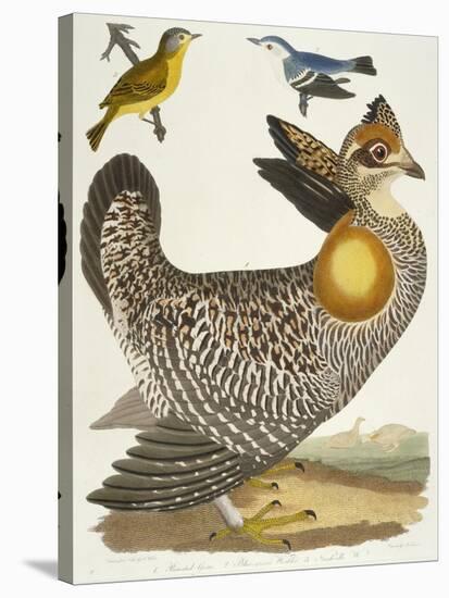 Birds 27. 1. Pinnated Grous. 2. Blue-Green Warbler. 3. Nashville W., 1808-1814-Alexander Wilson-Stretched Canvas