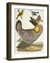 Birds 27. 1. Pinnated Grous. 2. Blue-Green Warbler. 3. Nashville W., 1808-1814-Alexander Wilson-Framed Premium Giclee Print