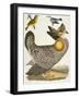 Birds 27. 1. Pinnated Grous. 2. Blue-Green Warbler. 3. Nashville W., 1808-1814-Alexander Wilson-Framed Premium Giclee Print