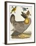 Birds 27. 1. Pinnated Grous. 2. Blue-Green Warbler. 3. Nashville W., 1808-1814-Alexander Wilson-Framed Giclee Print