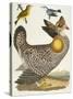 Birds 27. 1. Pinnated Grous. 2. Blue-Green Warbler. 3. Nashville W., 1808-1814-Alexander Wilson-Stretched Canvas