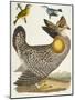 Birds 27. 1. Pinnated Grous. 2. Blue-Green Warbler. 3. Nashville W., 1808-1814-Alexander Wilson-Mounted Giclee Print