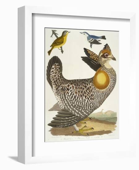 Birds 27. 1. Pinnated Grous. 2. Blue-Green Warbler. 3. Nashville W., 1808-1814-Alexander Wilson-Framed Giclee Print