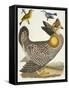 Birds 27. 1. Pinnated Grous. 2. Blue-Green Warbler. 3. Nashville W., 1808-1814-Alexander Wilson-Framed Stretched Canvas
