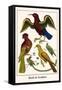 Birds and Swallow-Albertus Seba-Framed Stretched Canvas